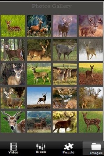 Deer Hunting Run截图3