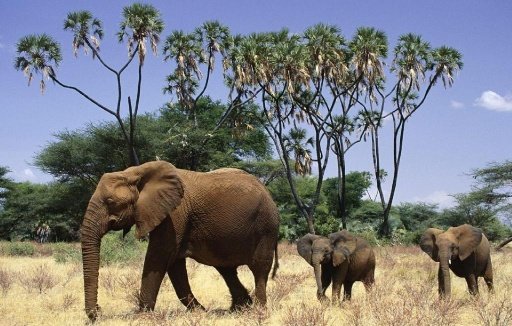 African Animals Wallpapers截图5