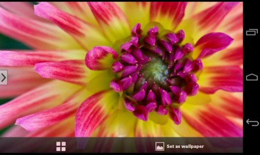 Beautiful Flowers Wallpapers截图5