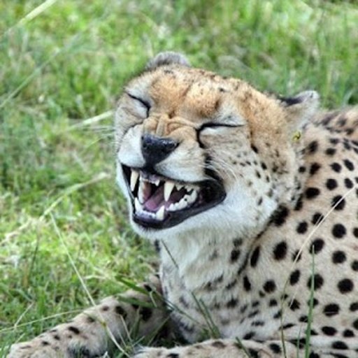 Wild Cats jigsaw puzzles截图10