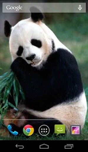 Cute Panda Live Wallpaper Free截图1