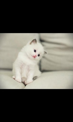 Kitten Galaxy Note2 LWP 10截图2