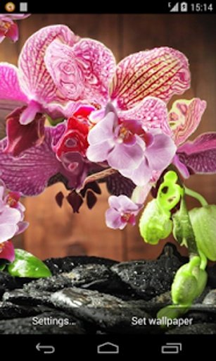 Pink Orchid Live Wallpaper截图4