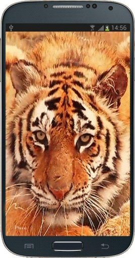 Tiger Licking Screen HD截图1