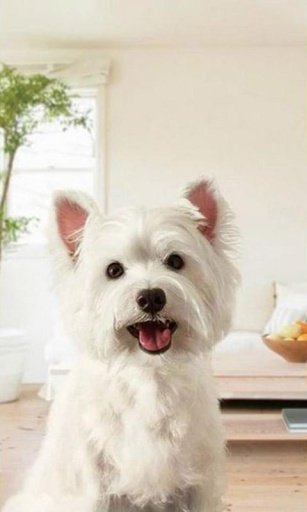 Puppies Live Wallpaper截图4