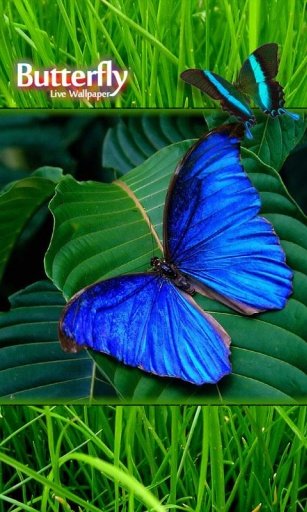 Butterfly Photo Live Wallpaper截图1