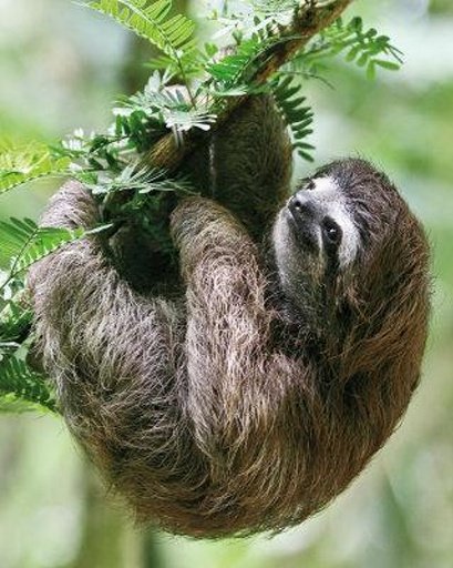 Happy Sloth Land截图9