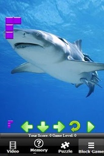 Shark Hungry Attack截图2