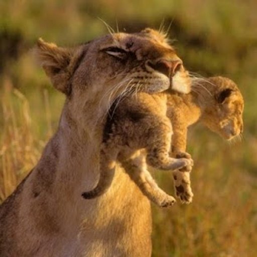 Wild Cats jigsaw puzzles截图7