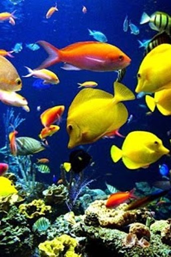 海底世界（Underwater World）截图8