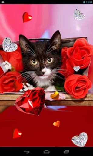 Valentine Kitties 2014 HQ LWP截图3