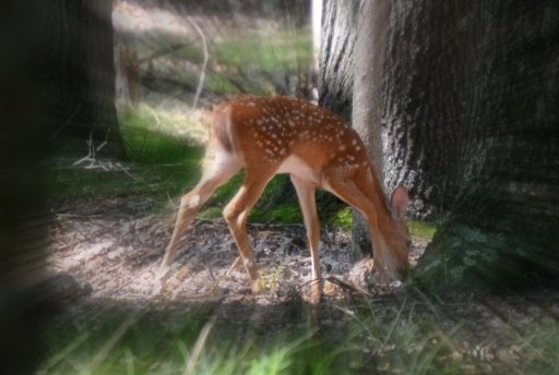 Deer Sniper Hunter截图2