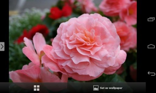 Beautiful Flowers Wallpapers截图6