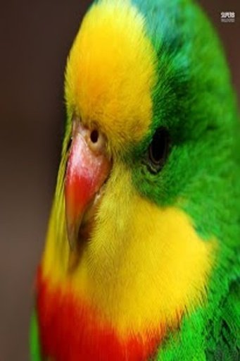 Superb Parrot HD Wallpaper截图3