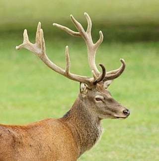 Deer Challenge截图2