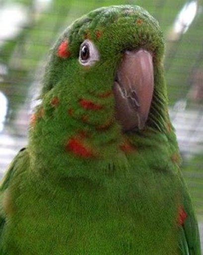 Conure Parrot截图8