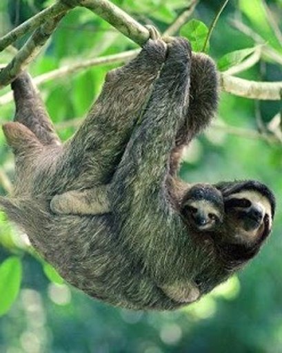 Happy Sloth Land截图4