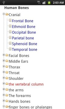 Human Bones learn free截图