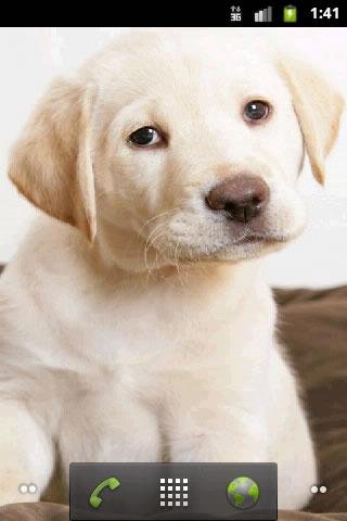 Cute Puppies Wallpaper截图1