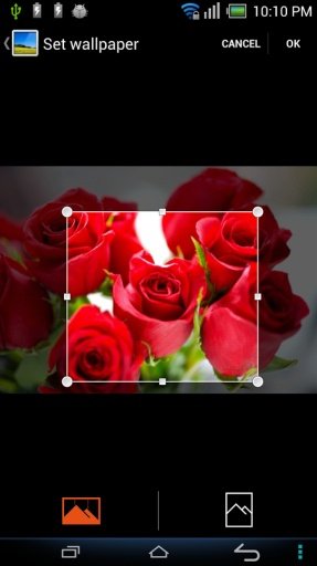 Flower Wallpapers截图5