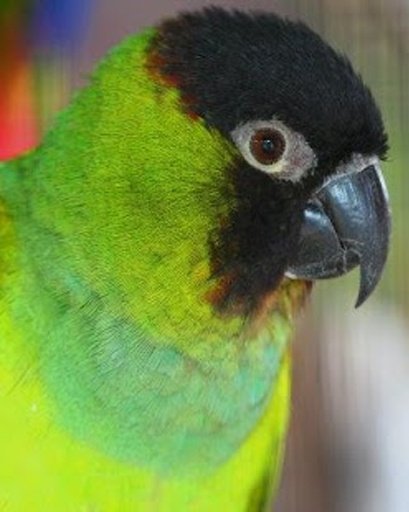 Conure Parrot截图2