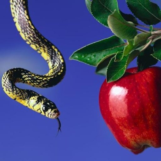 Snakes jigsaw puzzles截图2