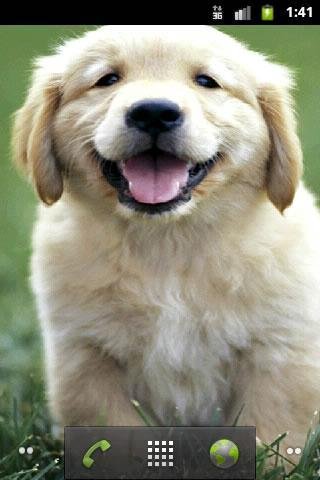 Cute Puppies Wallpaper截图3