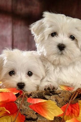 Cute Dog Wallpapers截图4