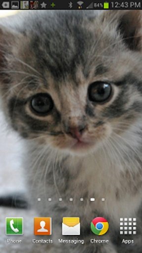 Cute Kittens &amp; Cats Wallpaper截图1