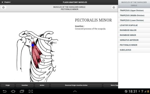 Flash Anatomy Muscles - Free截图2
