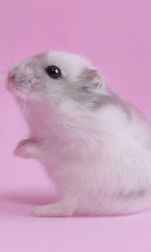 Hamster Live Wallpaper截图8