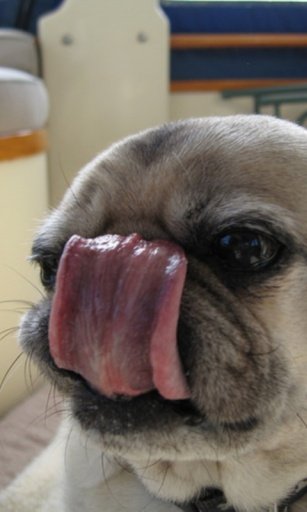 Dog lick Live Wallpaper截图6