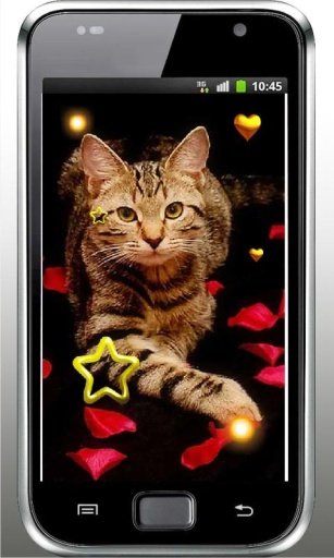 Valentine Kitty live wallpaper截图1