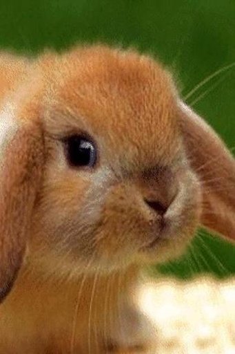 Bunny Cuteness Live Wallpaper截图1