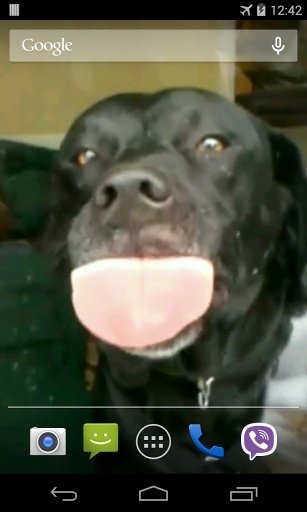 Dog Licks Glass Video LWP截图3