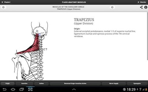 Flash Anatomy Muscles - Free截图4