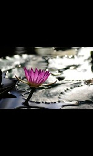 Water Lily Live Wallpaper LWP截图9