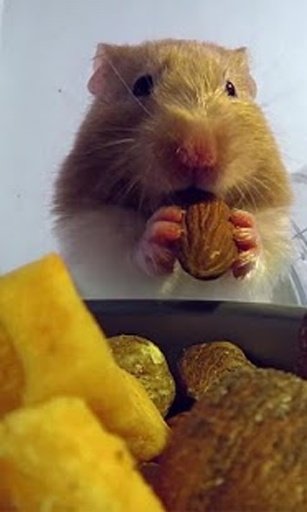 Hamster Eats Live wallpaper截图7