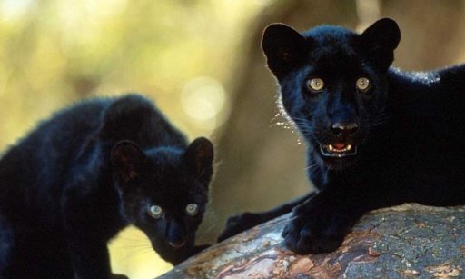 Black Leopard Wallpapers截图2