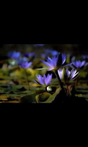 Water Lily Live Wallpaper LWP截图1