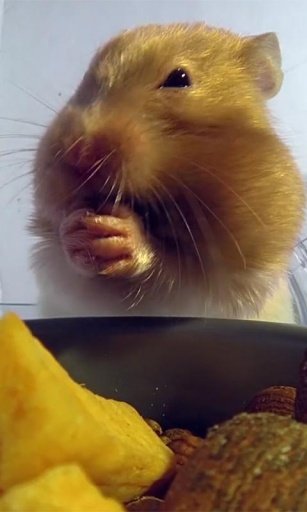 Hamster Eats Live wallpaper截图2