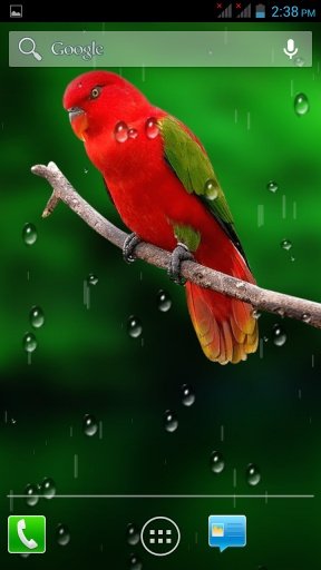 Birds HD Live Wallpaper截图4