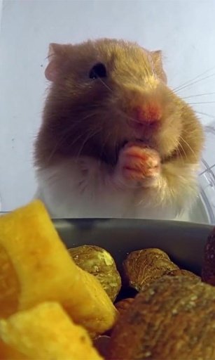 Hamster Eats Live wallpaper截图1