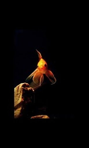 Gold Fish Live Wallpaper LWP截图7