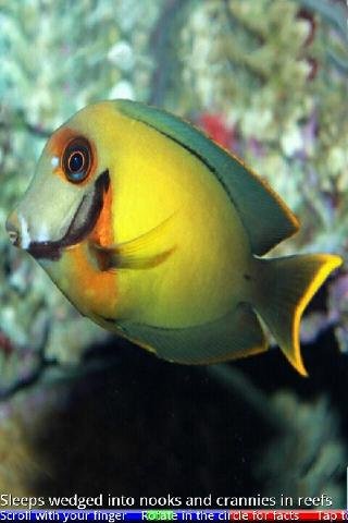 Marine Aquarium Fish 1 FREE截图3