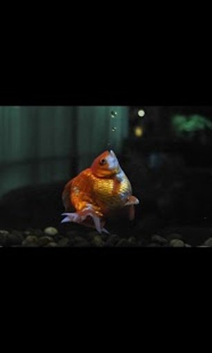 Gold Fish Live Wallpaper LWP截图1