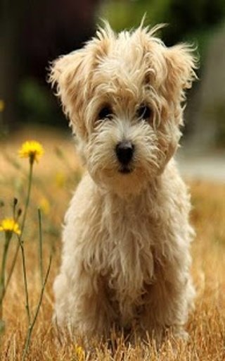 Cute Dog Wallpaper Puzzles截图2