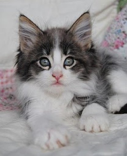 Cute Cats Pictures and GIFs截图4