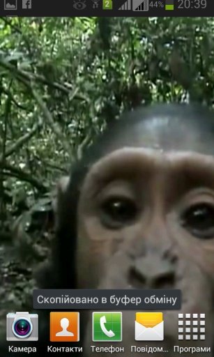 Monkey found your phone LiveWP截图6