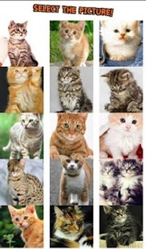 Baby Cat Puzzle截图10